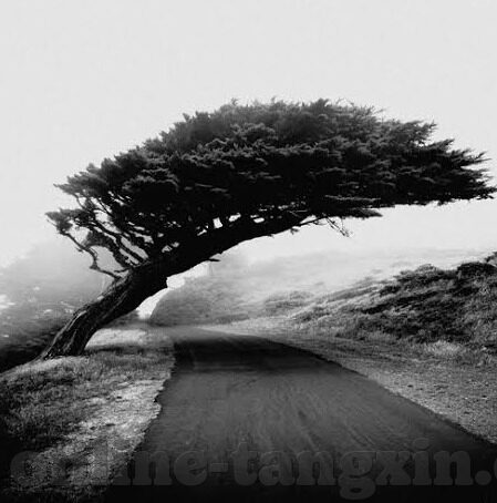 九一制片果冻传媒国产-九一制片与果冻传媒，国产内容创作的独特视角